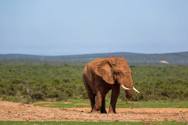 Big elephant in Addo National Park