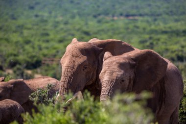 Filler Addo Milli Parkı'nda