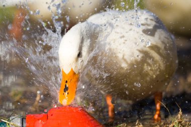 Beyaz ördek oynamak