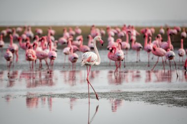 Flamingolar Walvis Bay grup