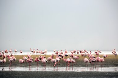 Flamingolar Walvis Bay grup