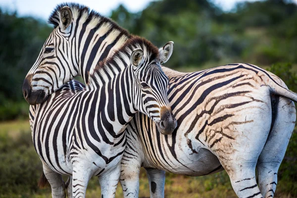 Twee Zebra's spelen met elkaar — Stockfoto