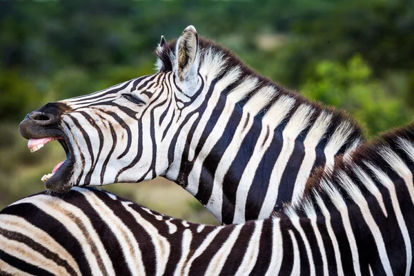 Twee Zebra's spelen met elkaar — Stockfoto