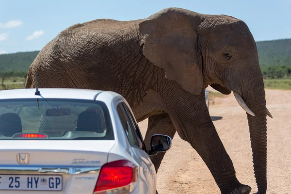 Elefante grande caminando en coche turístico pequeño —  Fotos de Stock