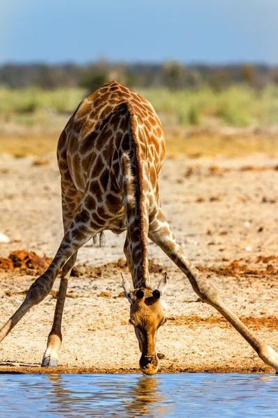 Giraffe drinkwater in droge savana — Stockfoto