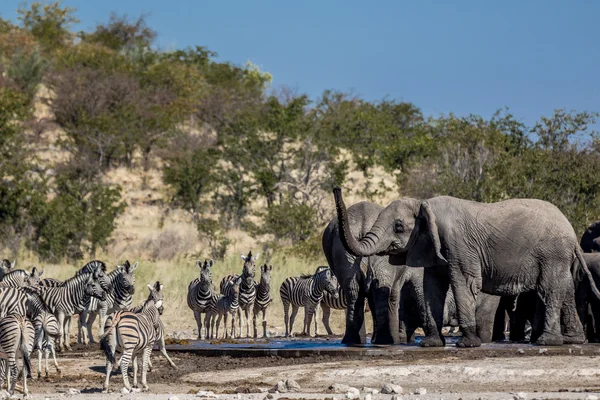 Wild scala van dieren in Etosha Park — Stockfoto