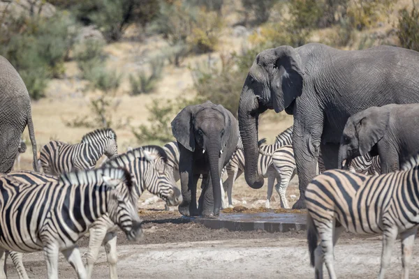 Gama salvaje de animales en el Parque Etosha —  Fotos de Stock