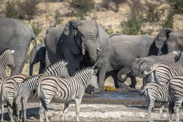 Gama salvaje de animales en el Parque Etosha —  Fotos de Stock