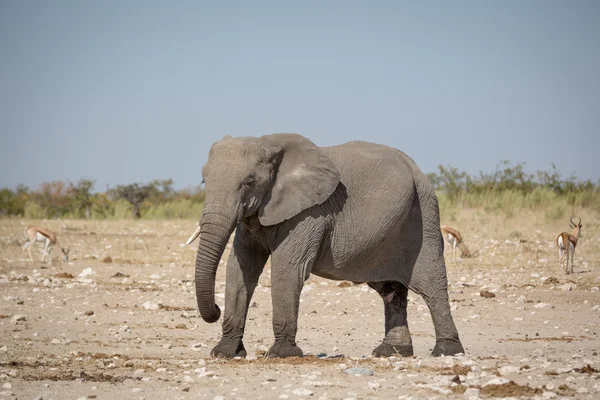 Elefant streift durch den Etoscha-Park — Stockfoto