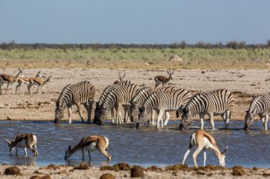 Zebralar su birikintisinin zevk