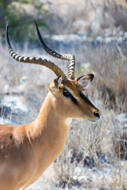 gazelle in natural habitat clipart