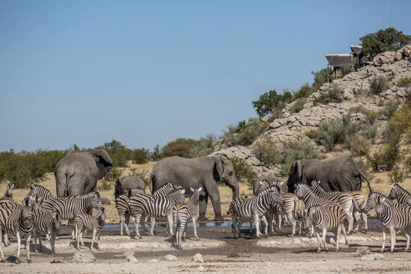 Vilda utbud av djur i Etosha Park — Stockfoto