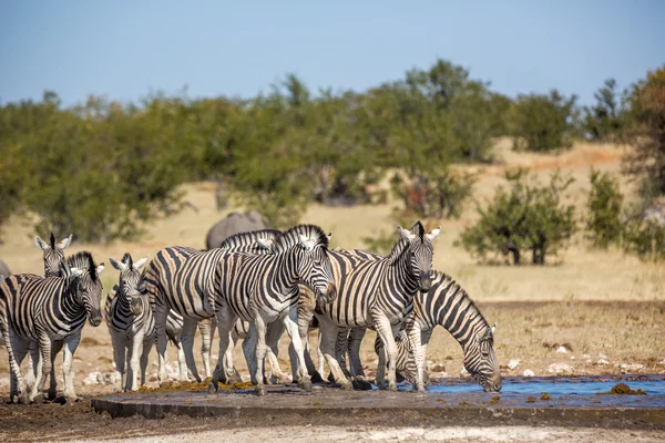 Zebras desfrutando do buraco da água — Fotografia de Stock