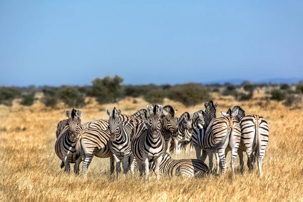 Grupo de zebras em savana seca — Fotografia de Stock