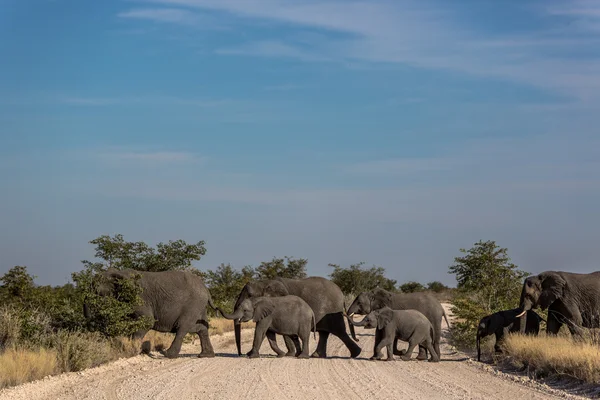 Gran grupo de elefantes cruzando la carretera — Foto de Stock