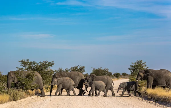 Gran grupo de elefantes cruzando la carretera — Foto de Stock