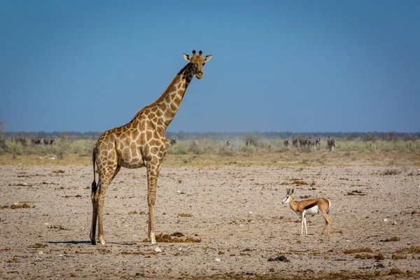 Grande giraffa di fronte a piccolo springbok — Foto Stock