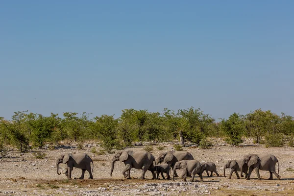 Elefantes de pie cerca del abrevadero — Foto de Stock