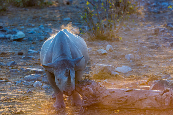 Black rhino in late afternoon