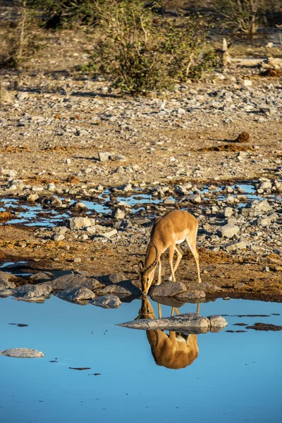 Antilop dricksvatten i tidig morgon — Stockfoto