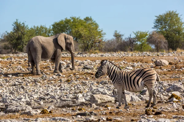 Elefante y cebra de pie alrededor —  Fotos de Stock