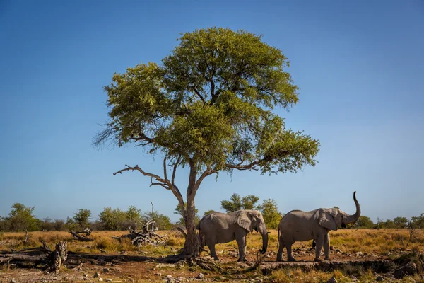 Olifanten roaming rond Etosha Park — Stockfoto