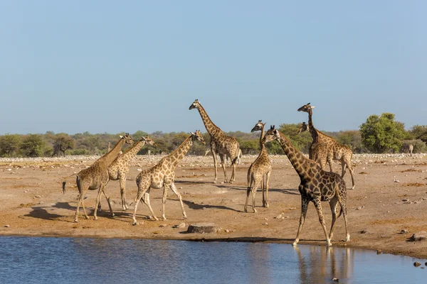 Animals drinking water in a waterhole — Stock Photo, Image