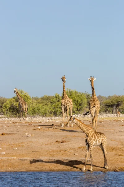 Animali che bevono acqua in una pozza d'acqua — Foto Stock