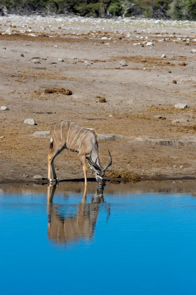 Agua potable para animales en el abrevadero — Foto de Stock