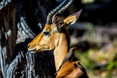 Güzel yaban hayatı Chobe Ulusal Parkı'nda