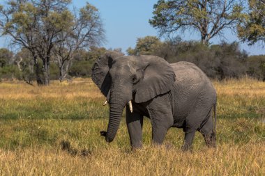 elephant alone in Chobe National Park clipart