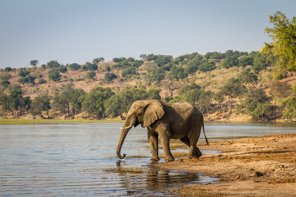 Beautiful elephant in Chobe National Park