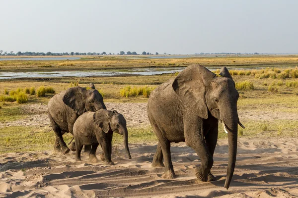 Elefantes en el Parque Nacional del Chobe — Foto de Stock