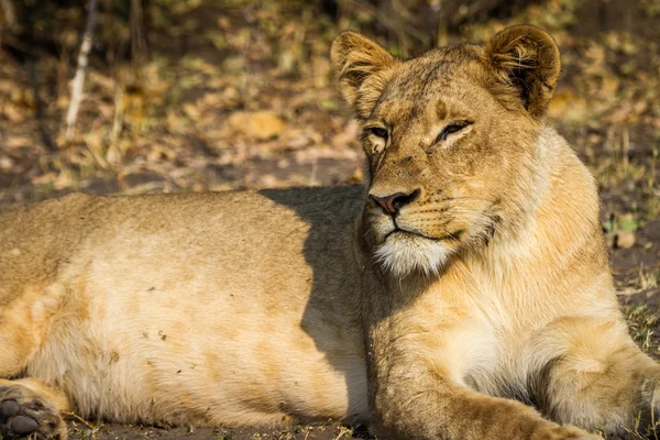 Young lion laying on ground — Stock Photo, Image