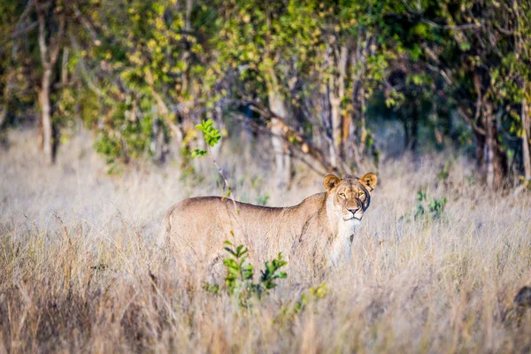 Vackra lejoninna i Chobe National Park — Stockfoto
