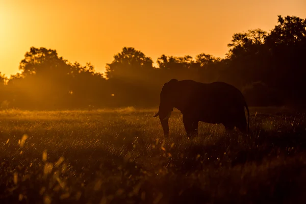 Elefante godendo il tramonto — Foto Stock