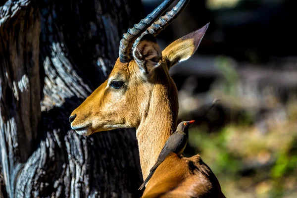 Bella fauna selvatica nel Parco Nazionale del Chobe — Foto Stock