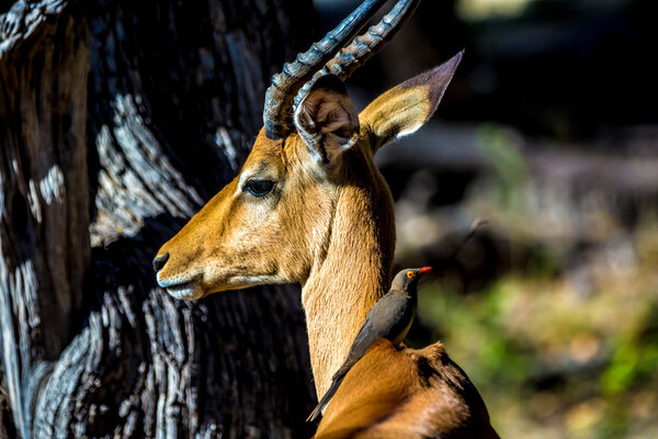 Beautiful wildlife in Chobe National Park