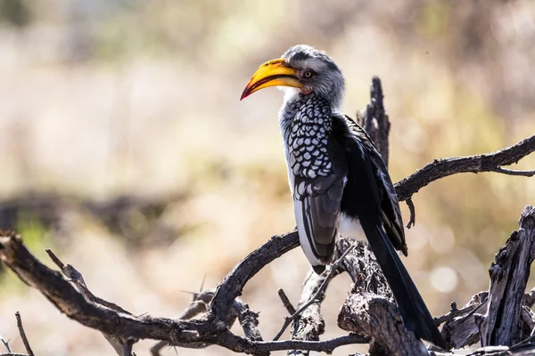 Wild bird in Chobe National Park — Stock Photo, Image
