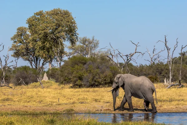 Elefante solo en el Parque Nacional Chobe — Foto de Stock
