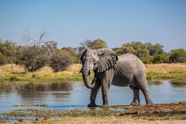 Olifant alleen in het Chobe National Park — Stockfoto