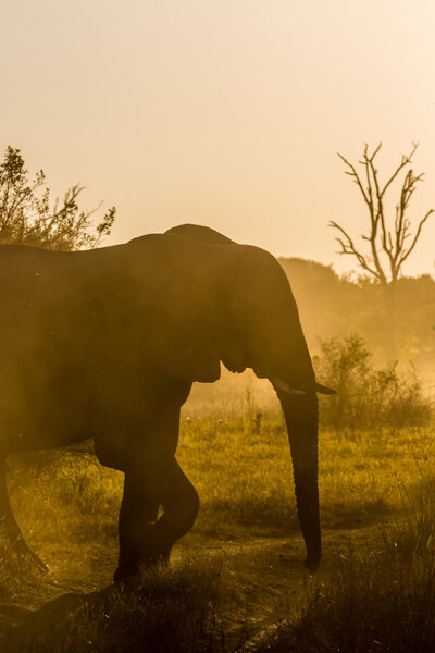 Elephant enjoying sunset