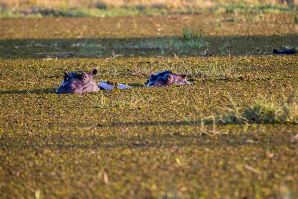 Hipopótamo descansando en laguna en Khwai Conservation — Foto de Stock