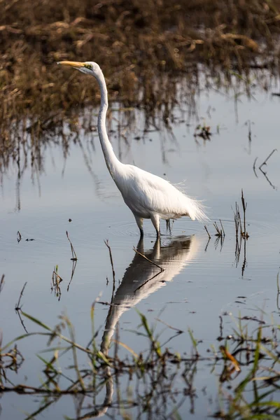 Fantastiska djurlivet i Chobe National Park — Stockfoto