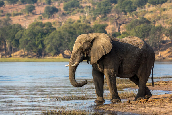 elephant alone in Chobe National Park
