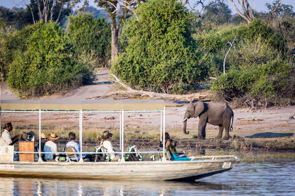 Tourists observe elephant