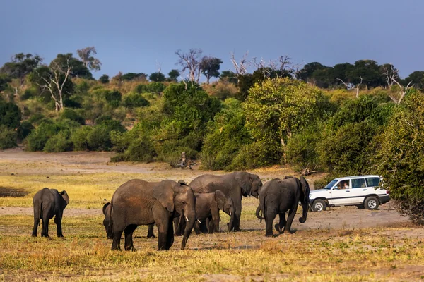 Gran grupo de elefantes con coche privado — Foto de Stock