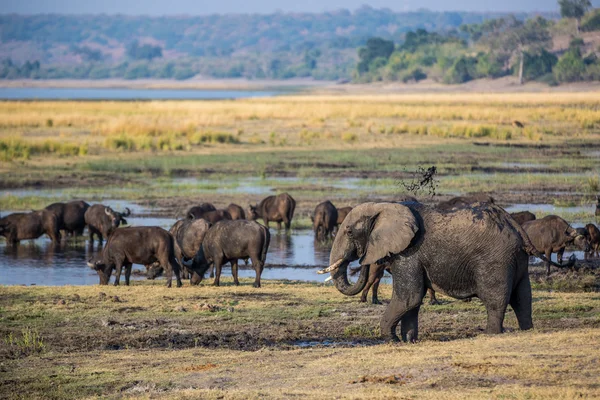 Elefantes vagando alrededor del río Chobe — Foto de Stock