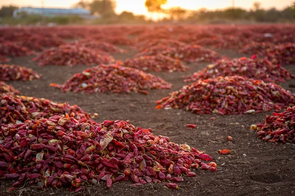 Paprika-Plantage — Stockfoto