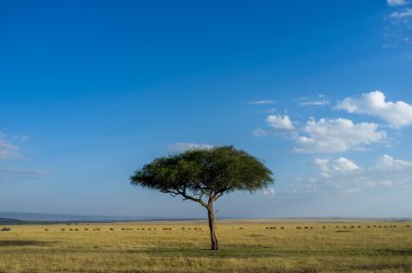 Masai Mara Savannah peyzaj